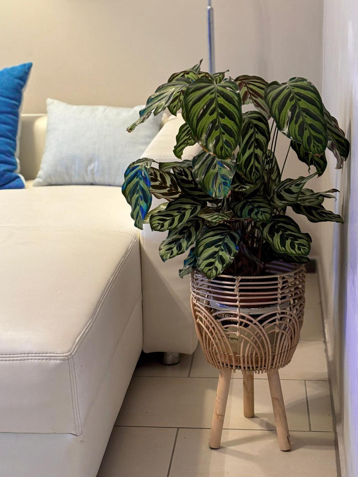 Wohnung Mitten In Der Altstadt Κόμπλεντς Εξωτερικό φωτογραφία